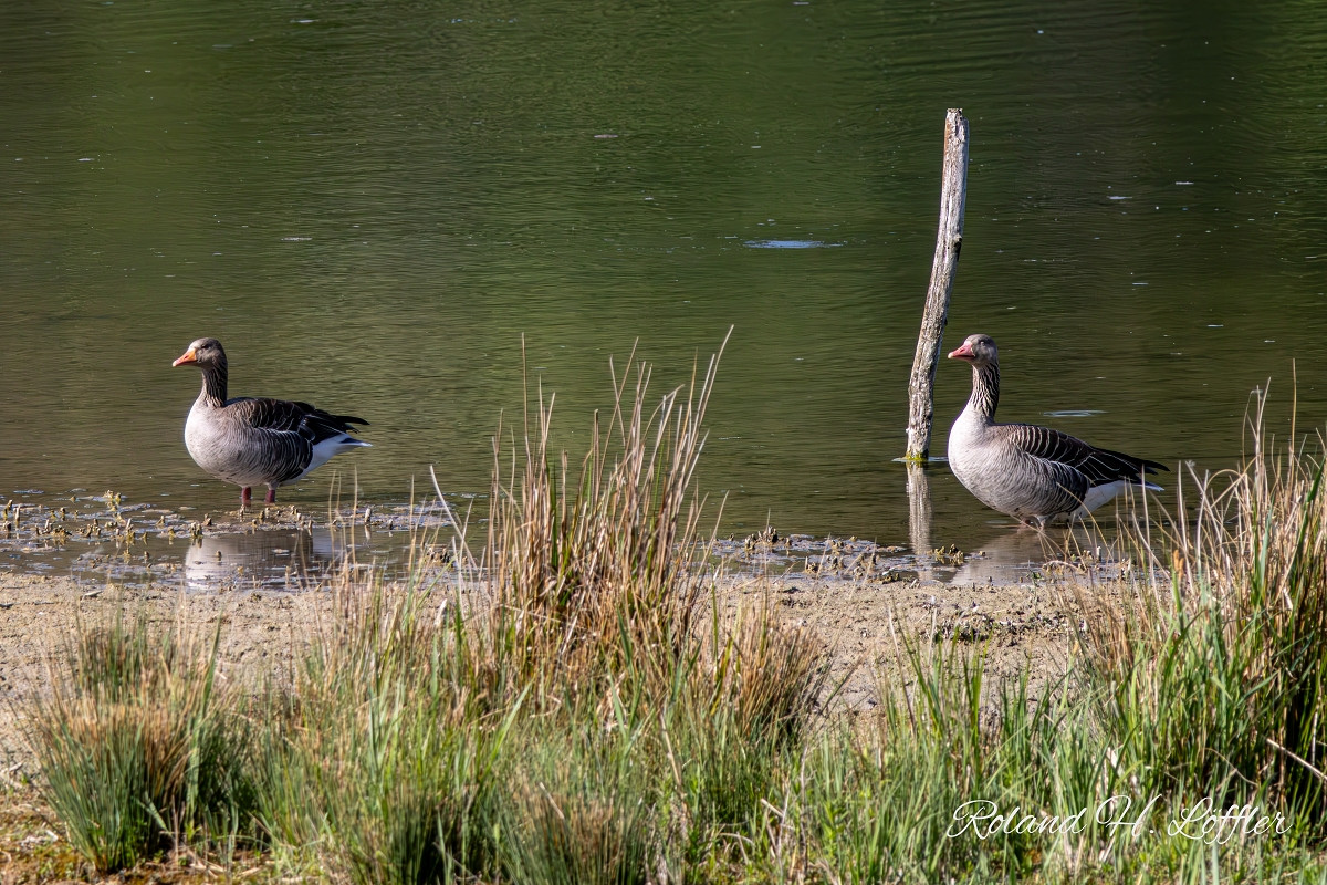 20250502 ziefinger see   vogel   wz  