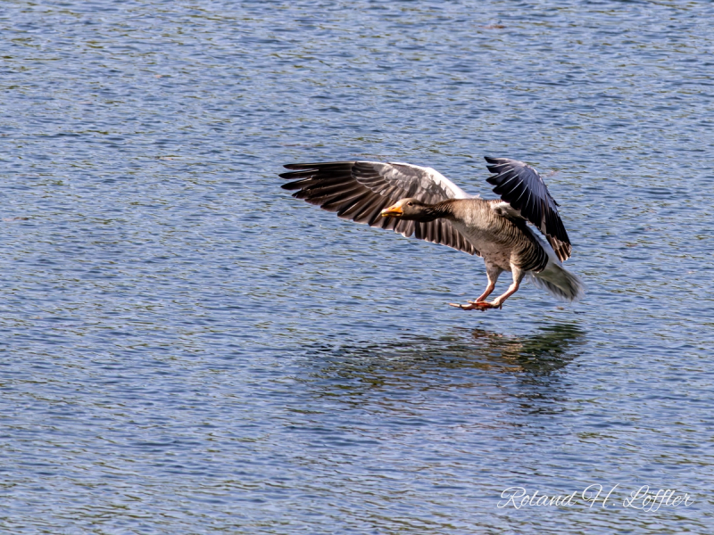 20250502_Ziefinger_See_-_Vogel_-_WZ_--43