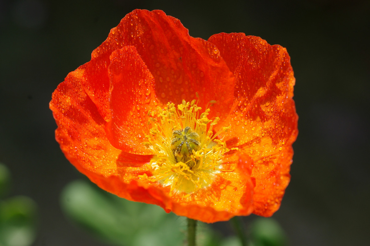 islandmohn