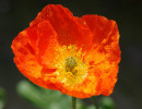 islandmohn