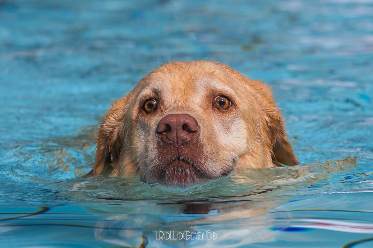 20170917 hundebadetag nagold
