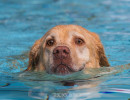 20170917 hundebadetag nagold
