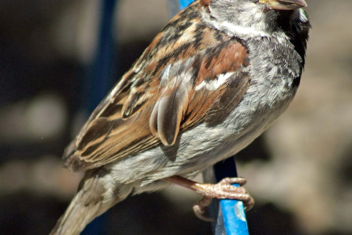 2015 07 tier vogel sperling