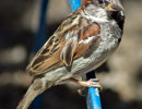 2015 07 tier vogel sperling